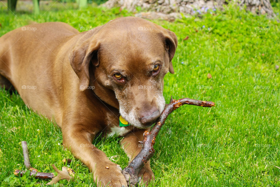 Dog chewing on a stick