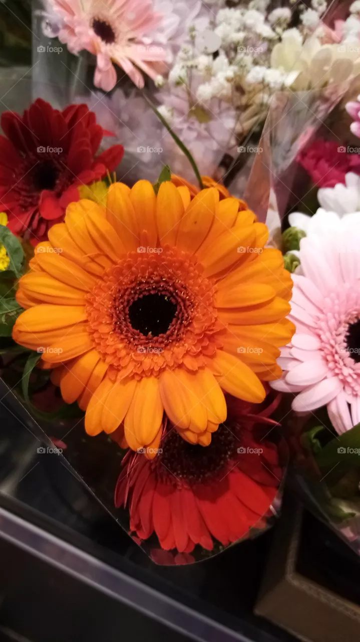 Blumen