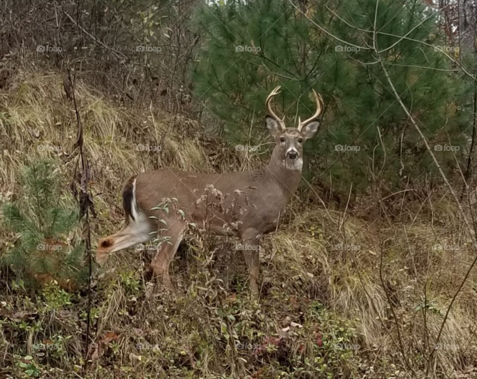 a strong buck looking for a doe. he was as interested in me as I was him. wilderness abounds in the blue ridge mountains!