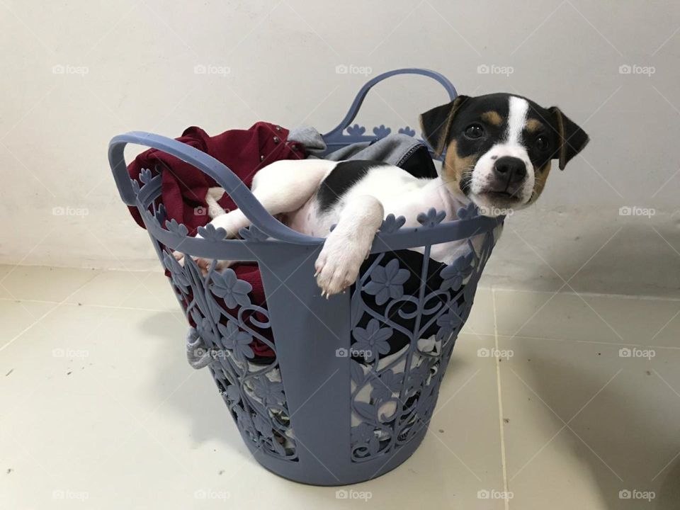 Basket dog