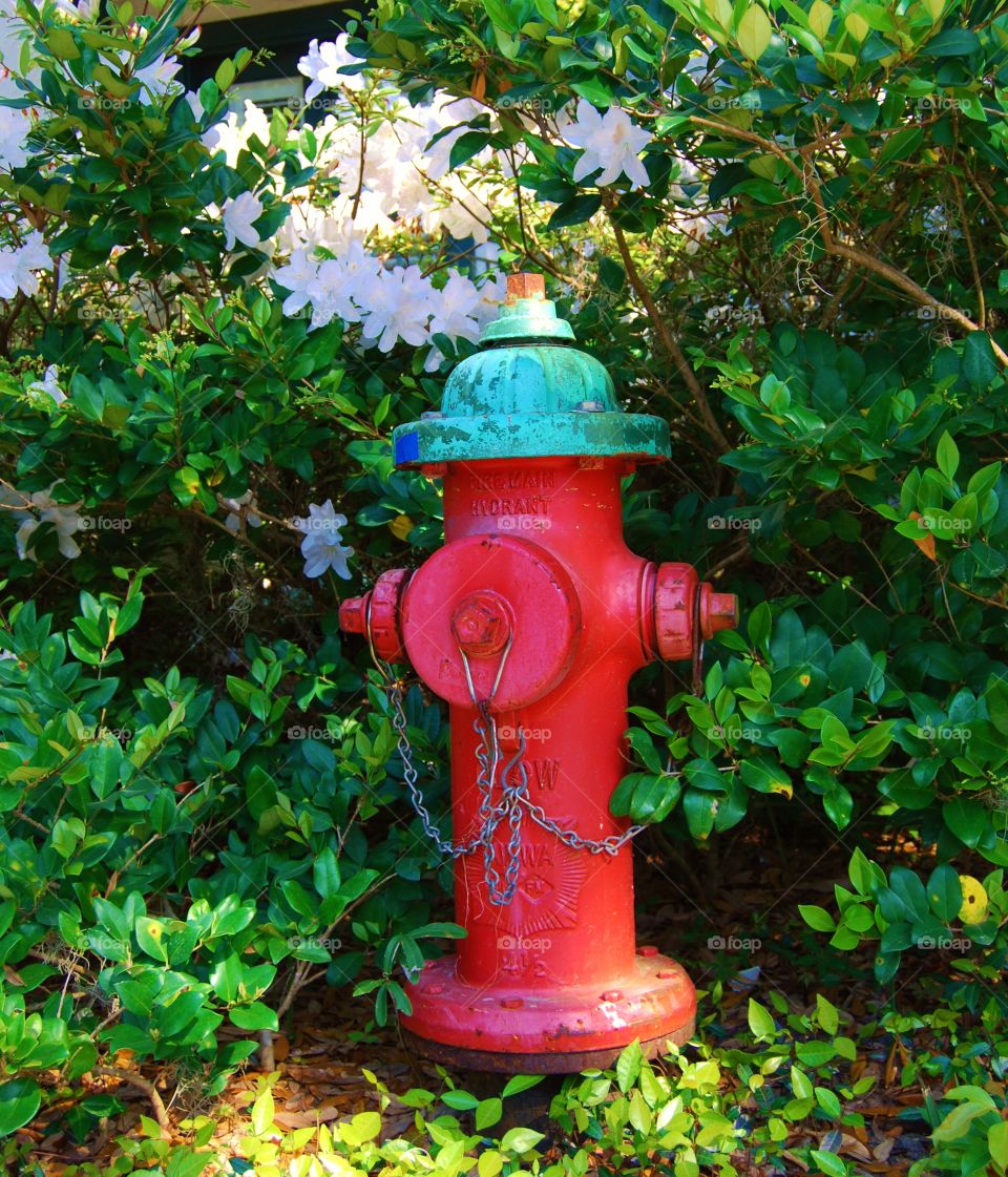 Red Fire Hydrant 