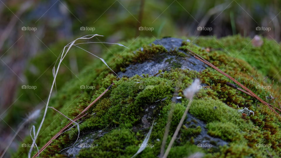 Moss on rock