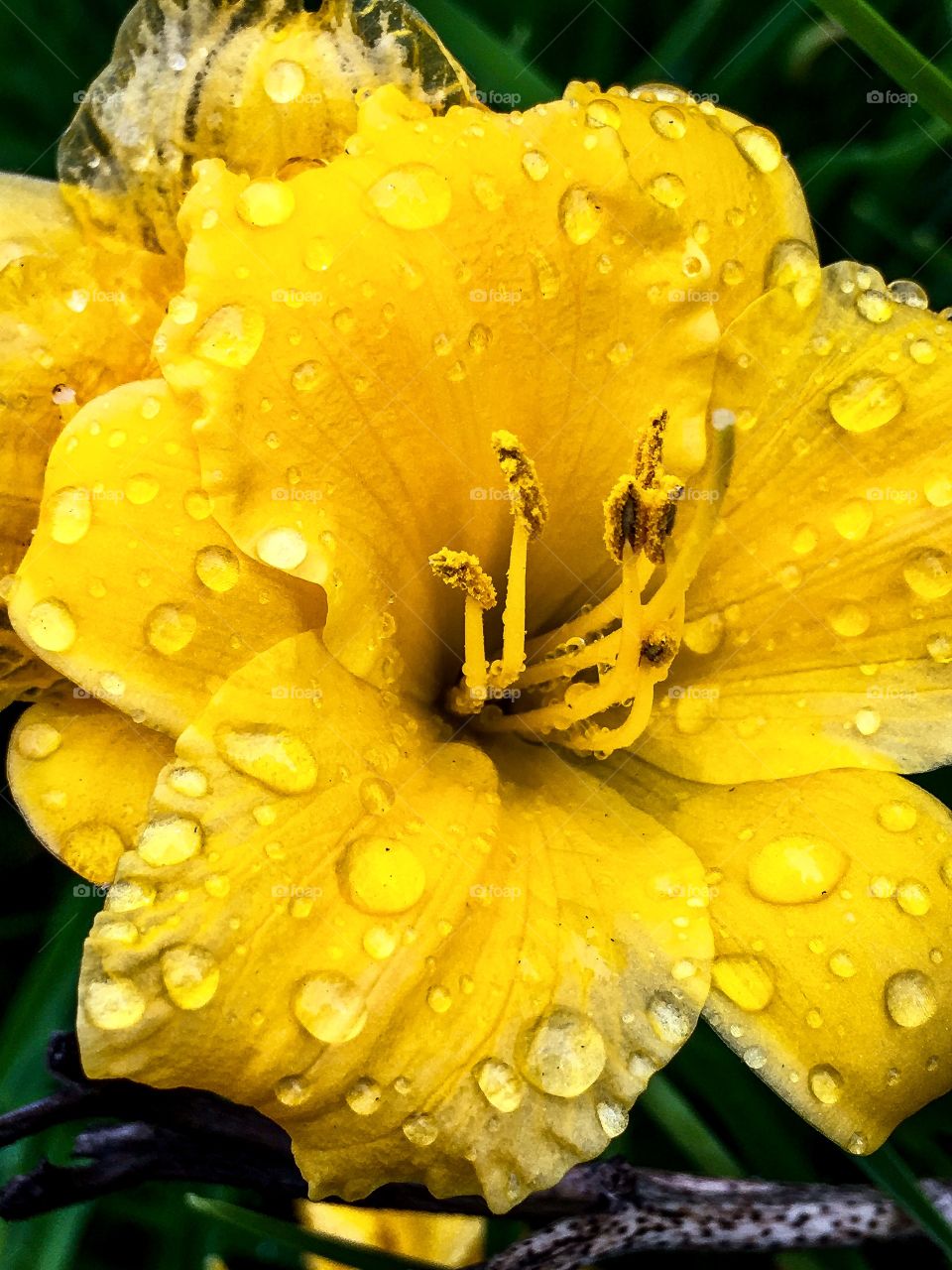 Yellow Droplets 