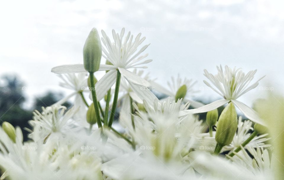 morning flowers. white flowers beautiful