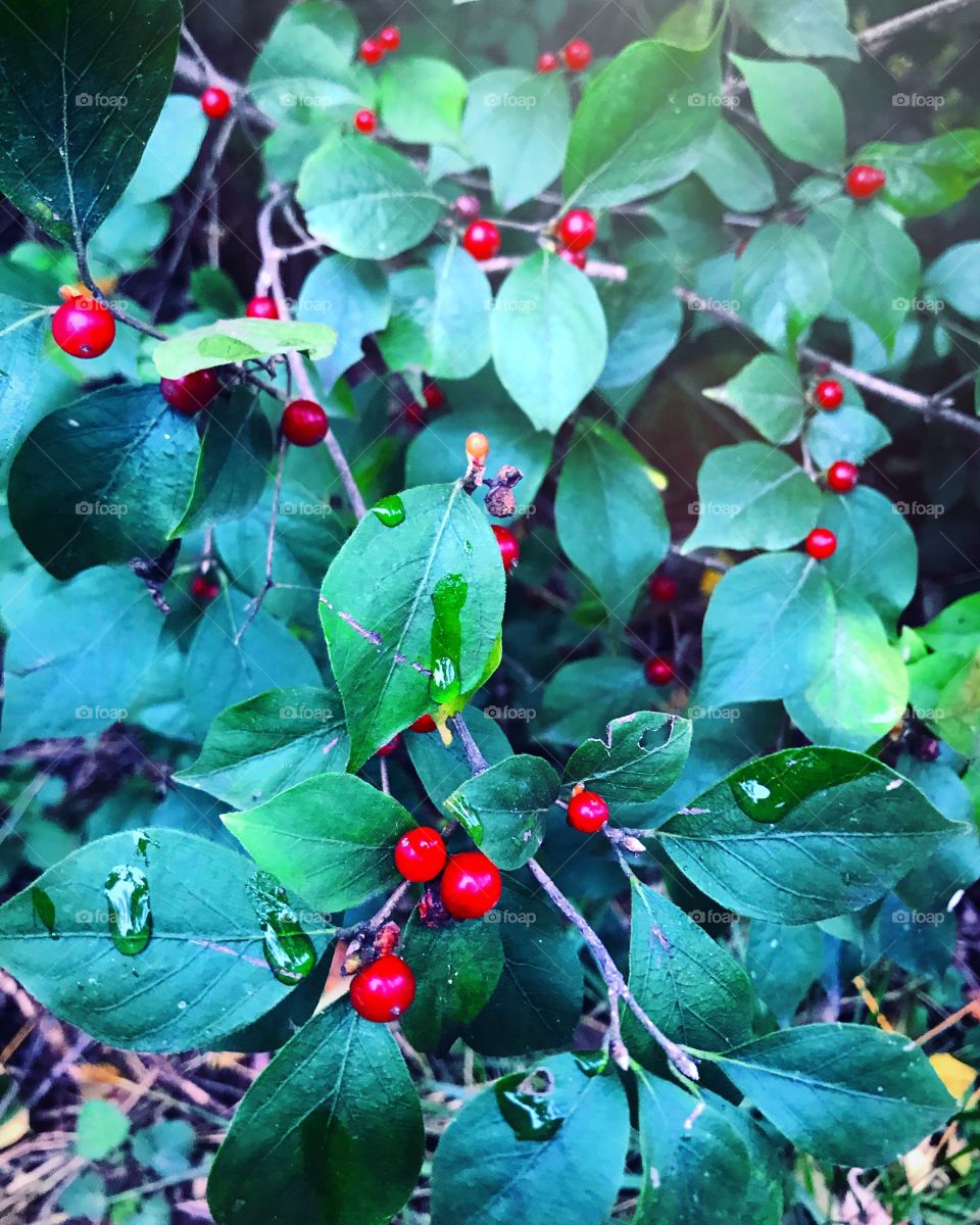 Holly berry