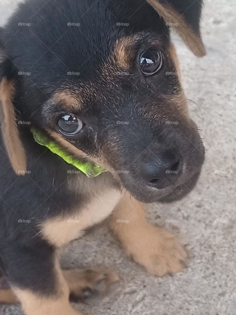 Perro. El idioma de los ojos es el que más sentimientos expresa...