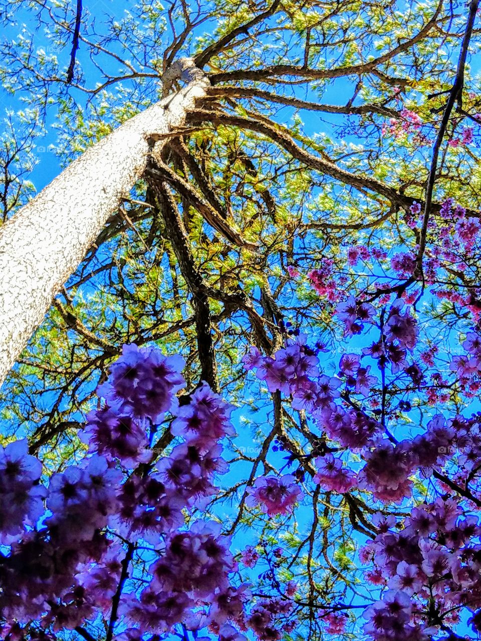 The beautiful cherry blossoms bloom under a giant pine tree. that bright color of leaves with a dark purple color of flowers are special and brilliant.