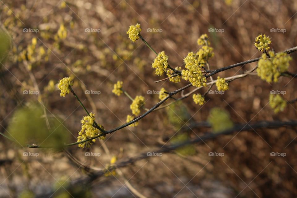 Hello Spring

Thin Twigs with Yellow Flowers in a Spring Park