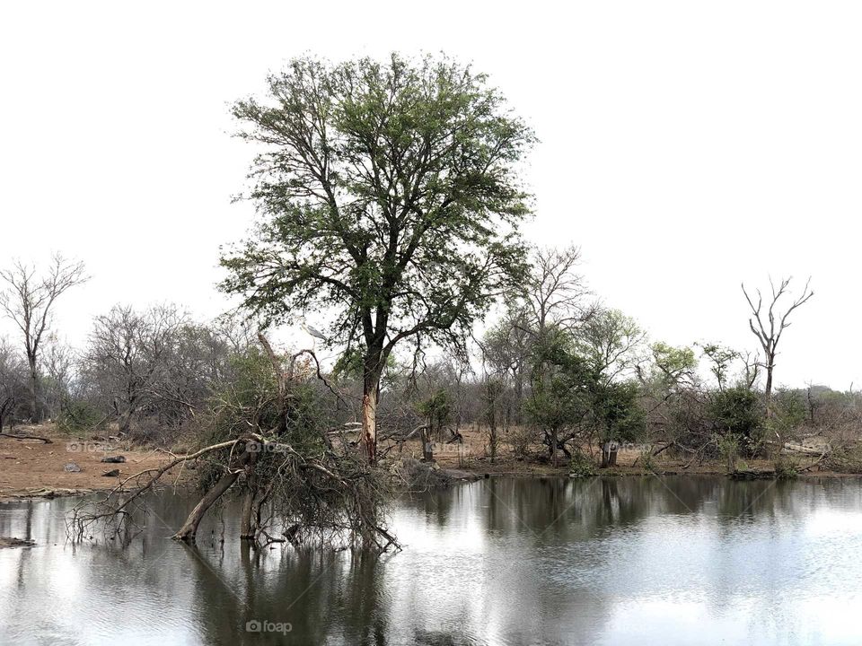 Landscape of Kruger park