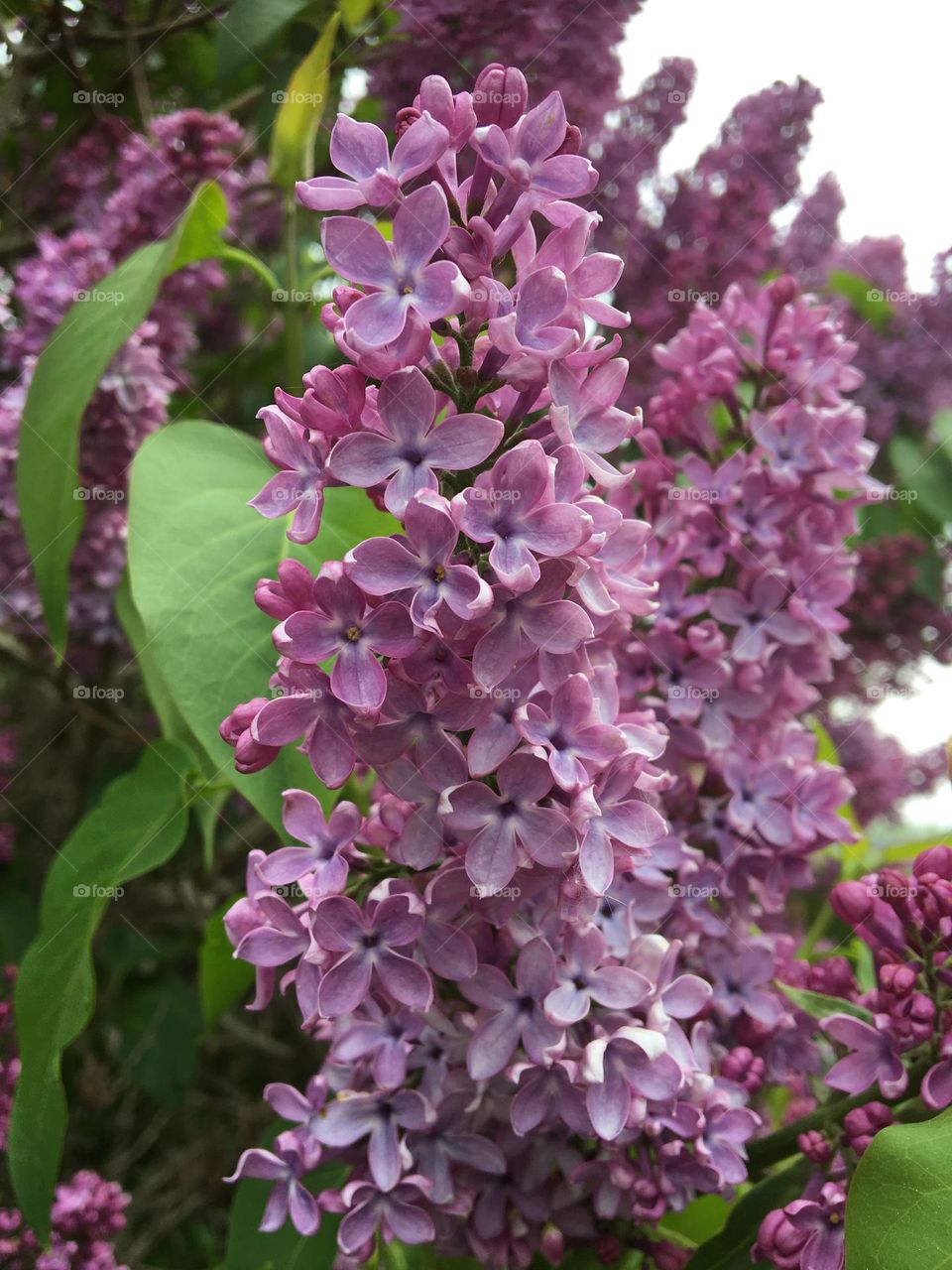 Lilac in bloom 