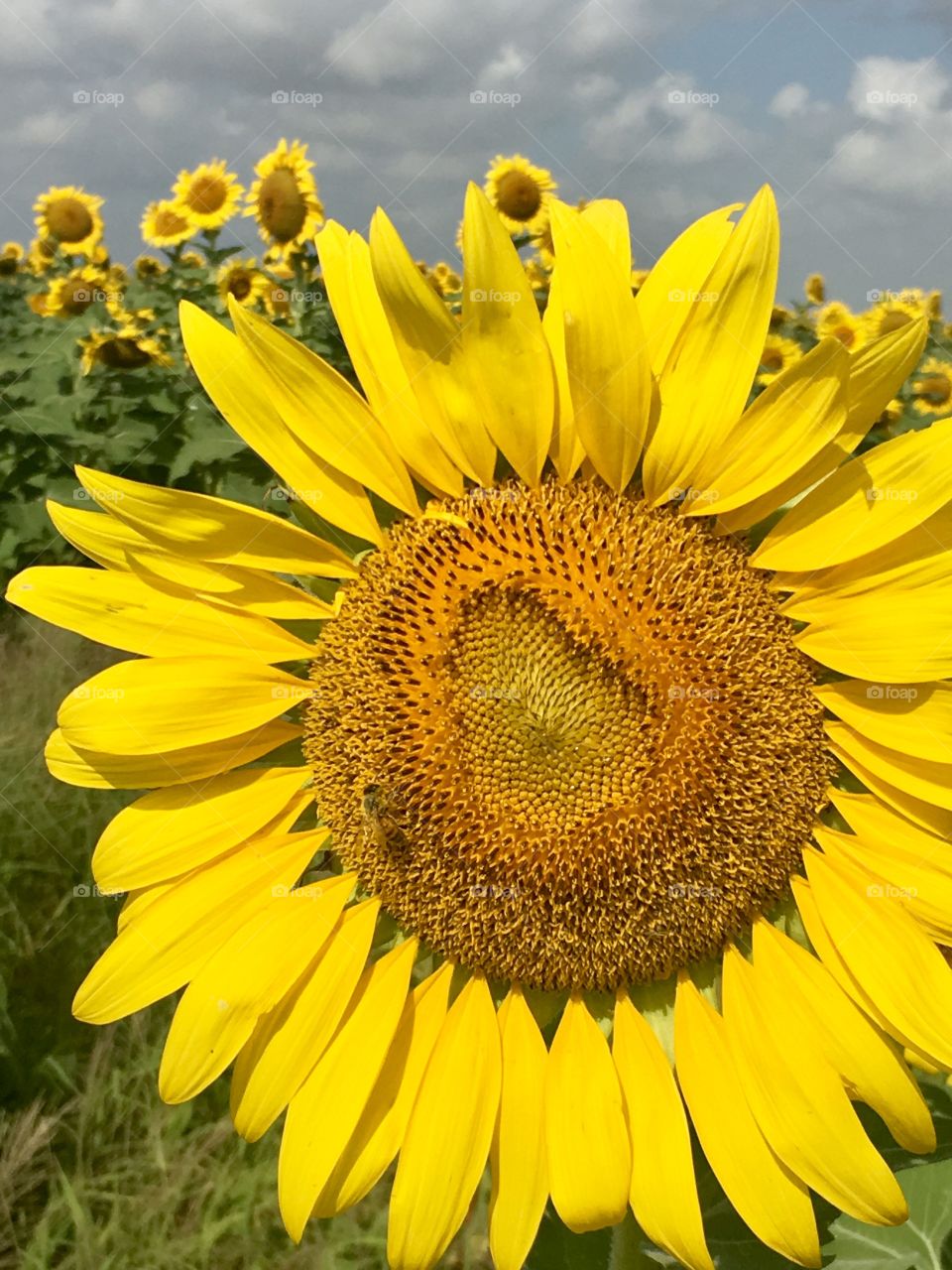 South Texas sunflowers 