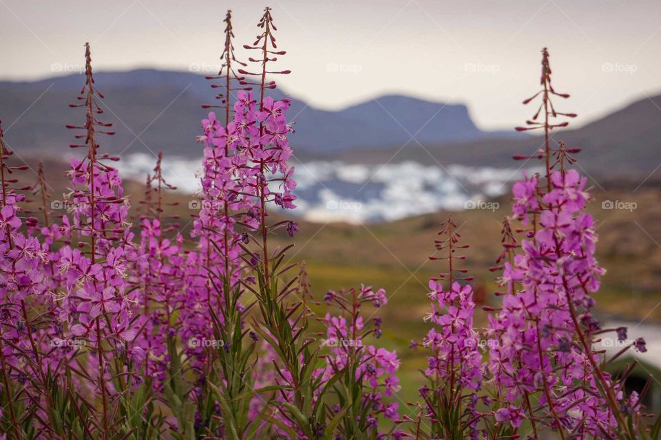 Flower, Nature, No Person, Flora, Blooming