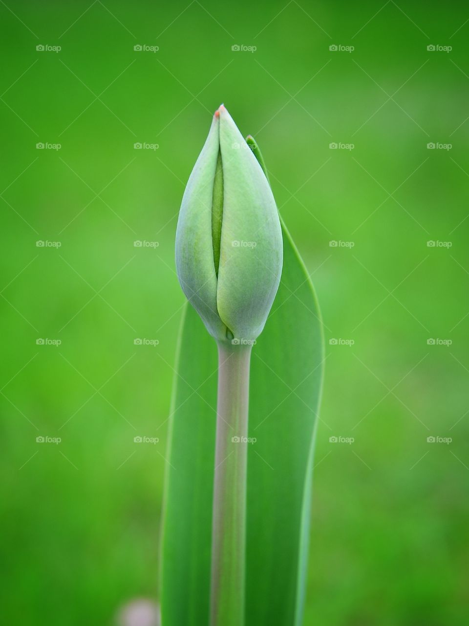 tulip