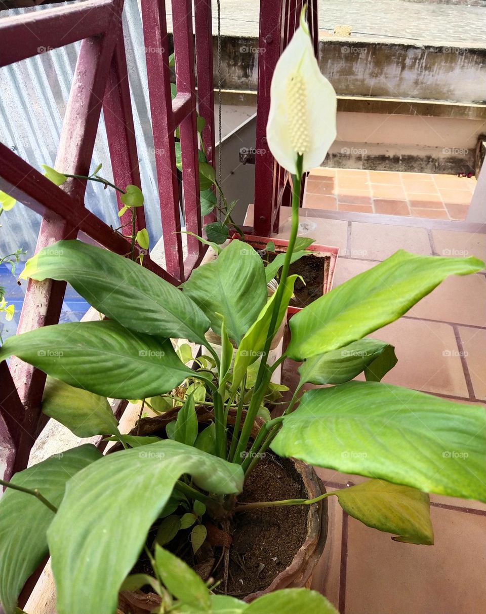 peace Lilly plant with flowers