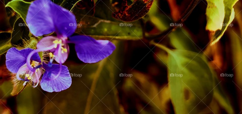 purple flower and green leaves