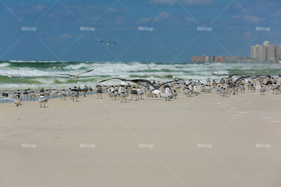 Seagull Gathering