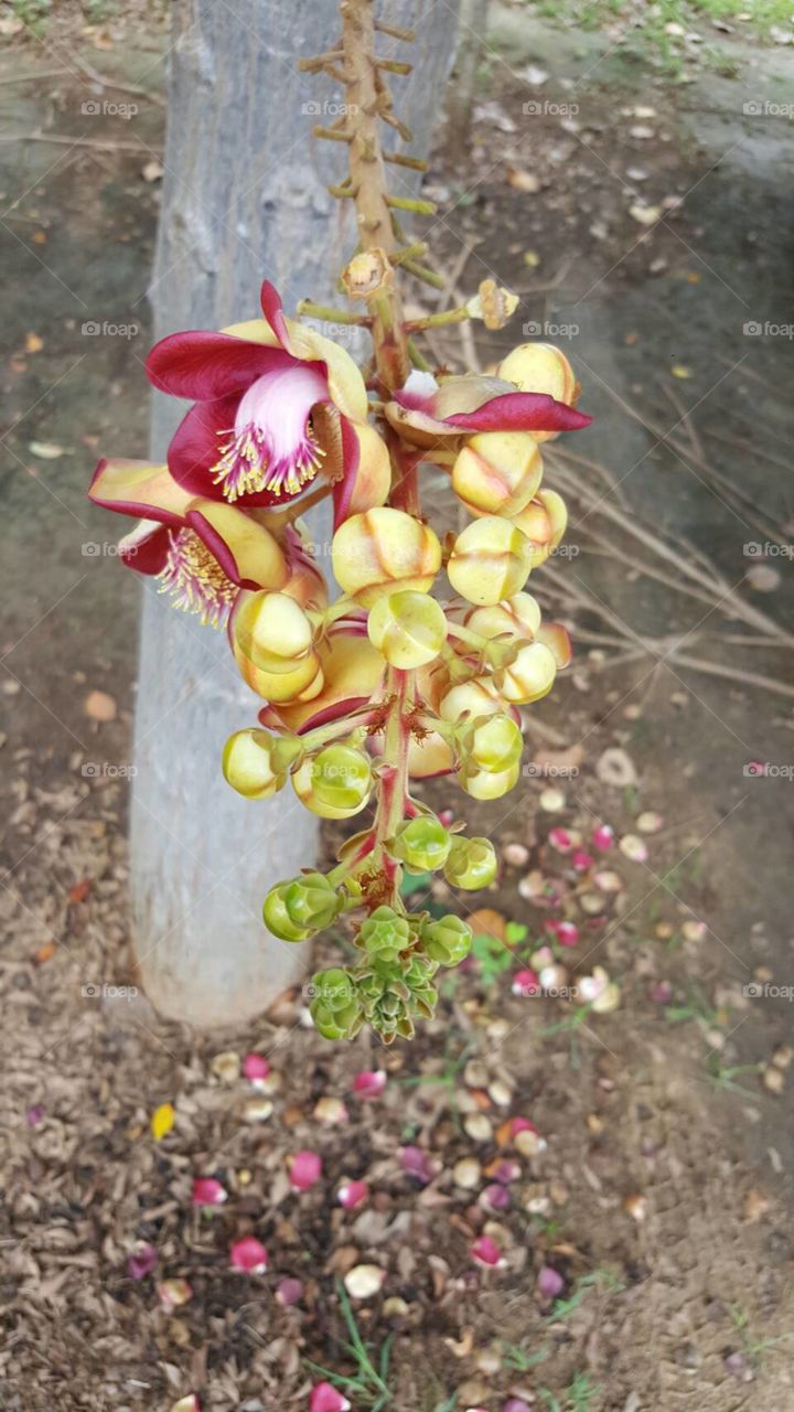 Thai flowers 