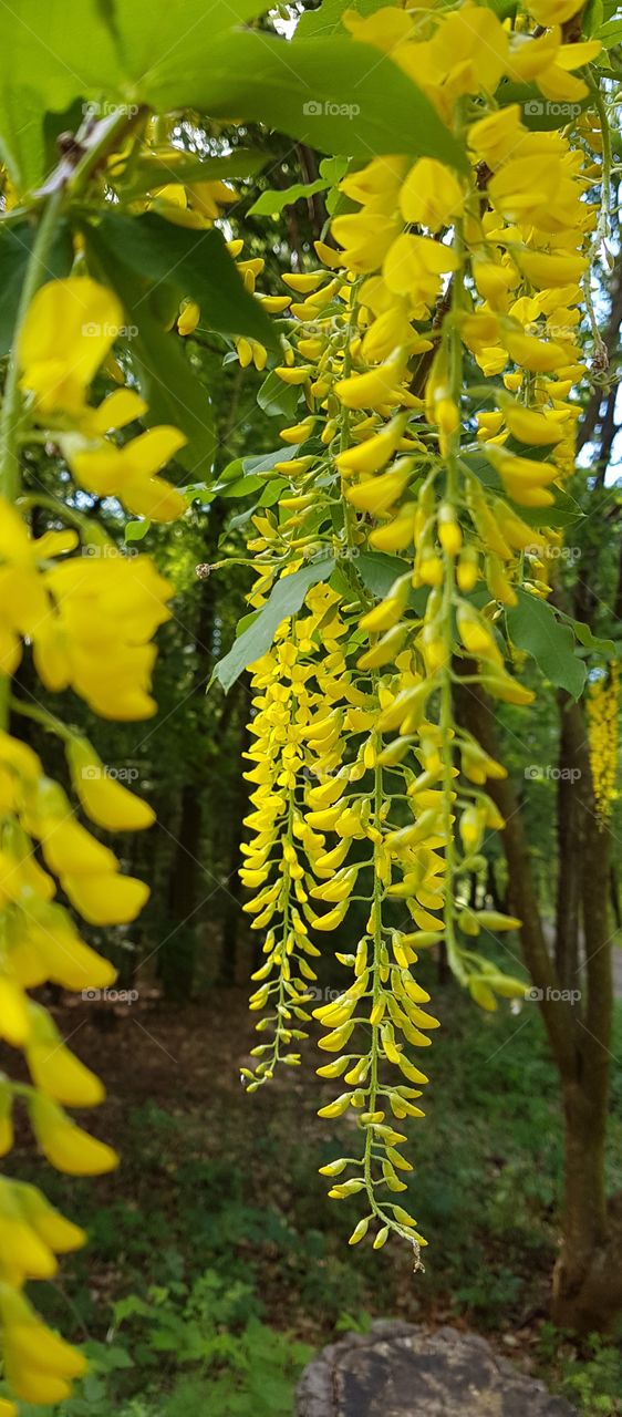 Laburnum