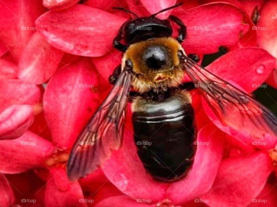 A carpenter bee feeding on a red ixora flower