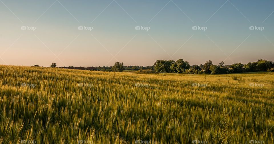 Golden field outdoors