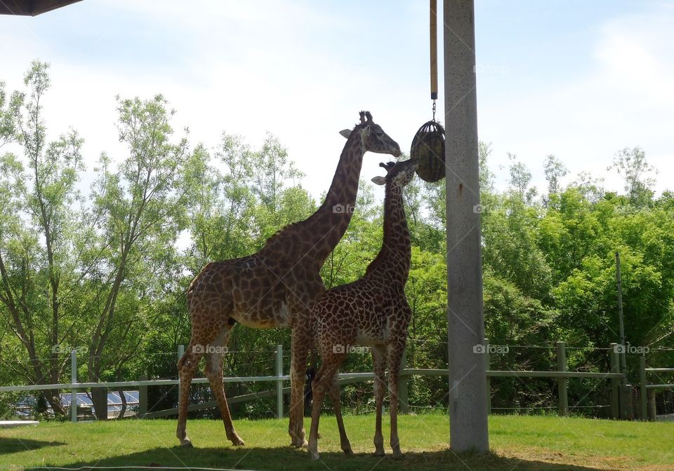 Giraffes Eating 
