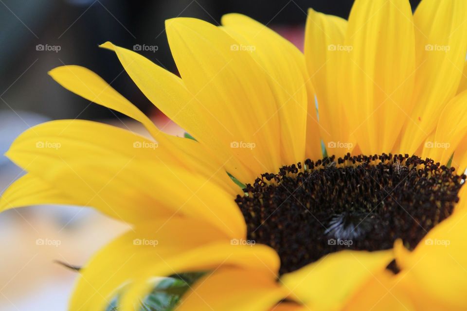 close up sunflower