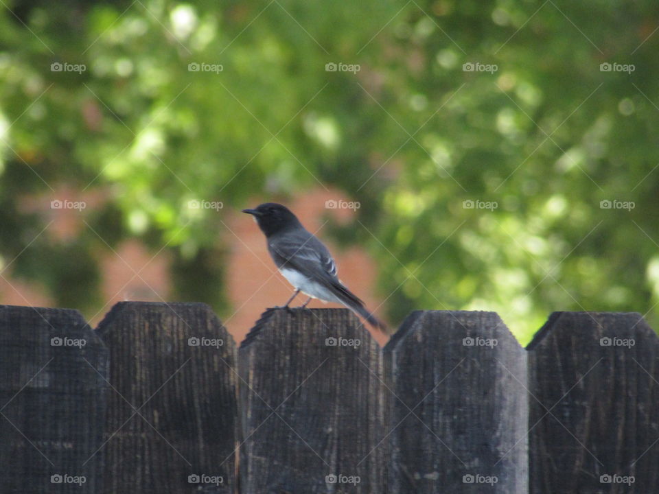 bird on a fence. at the pool bird watching