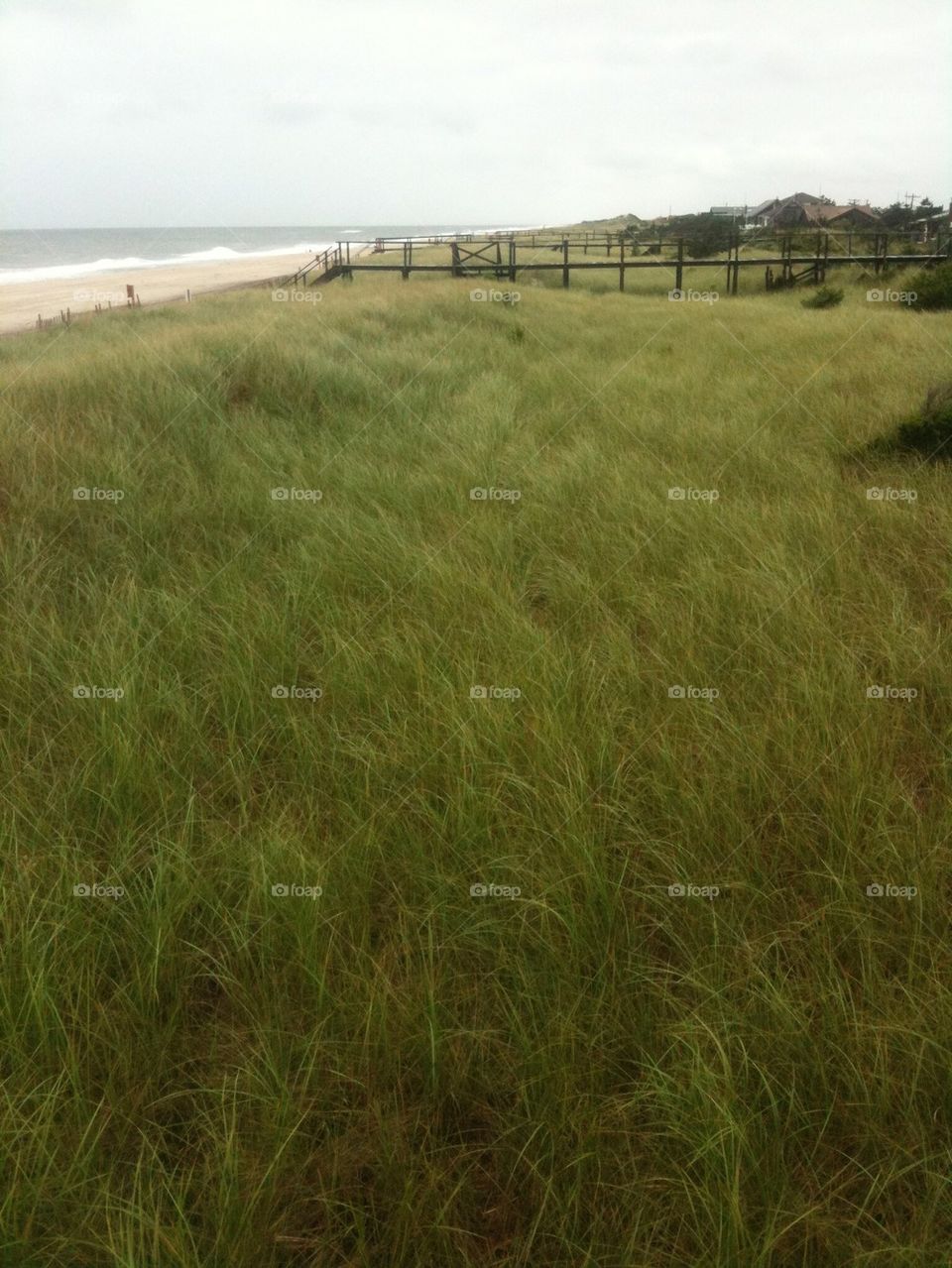 Sea Oats