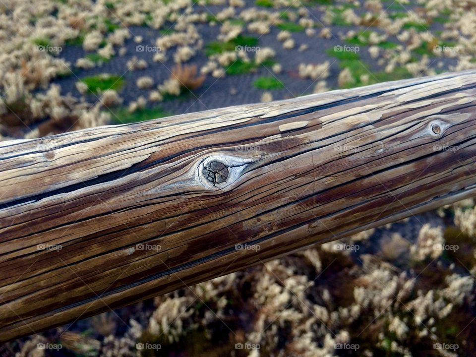 Close-up of a log