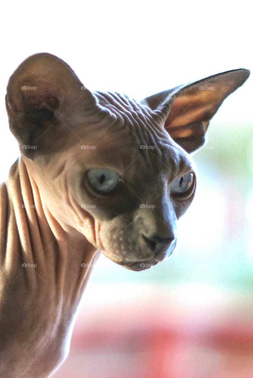 Sphynx 4