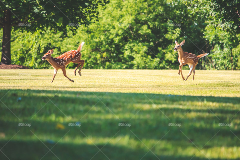 Deerlings. Just having fun watching these little deers playing and running around 