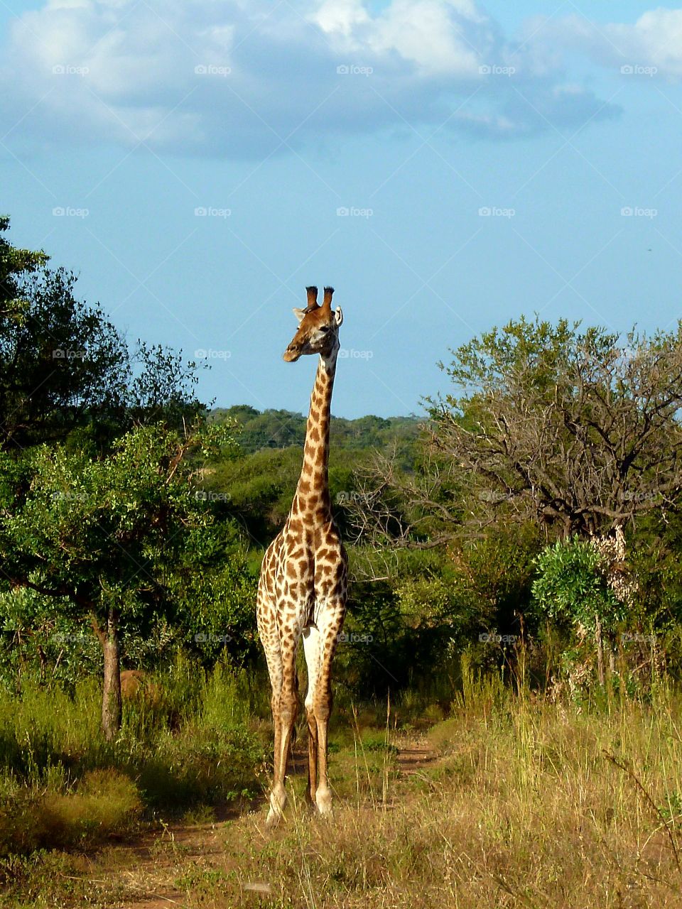 south Africa kruger park
