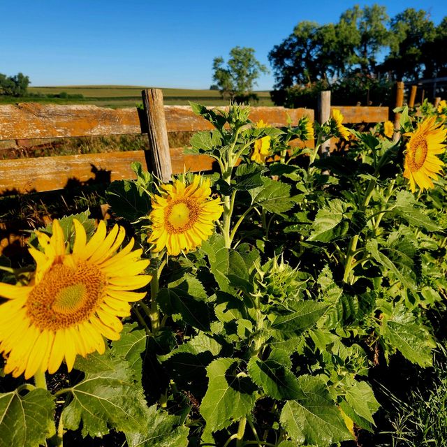 Sunflowers