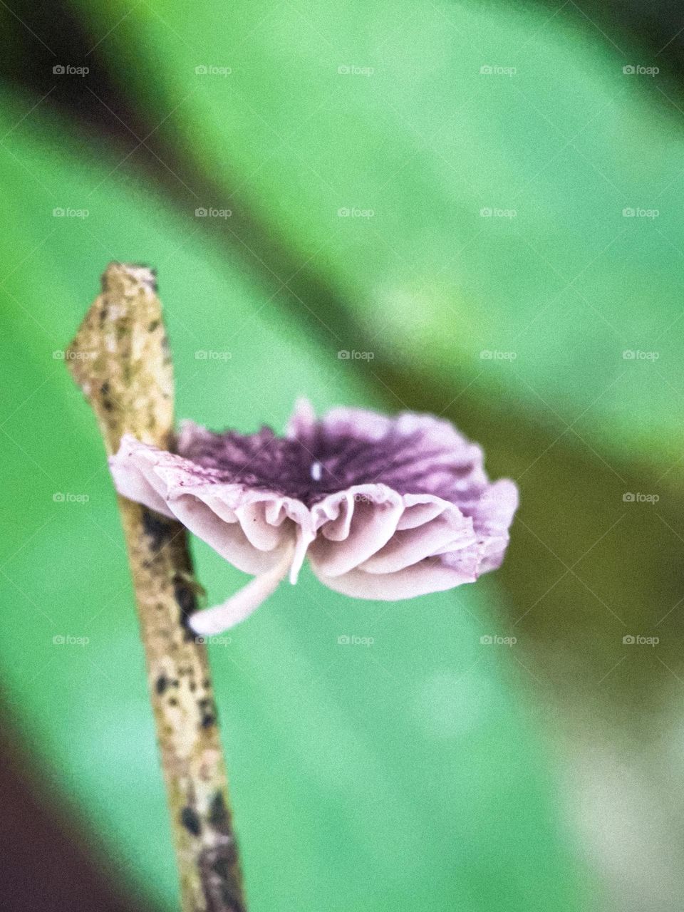 Close up view of a tiny wild mushroom on an old tree bark
