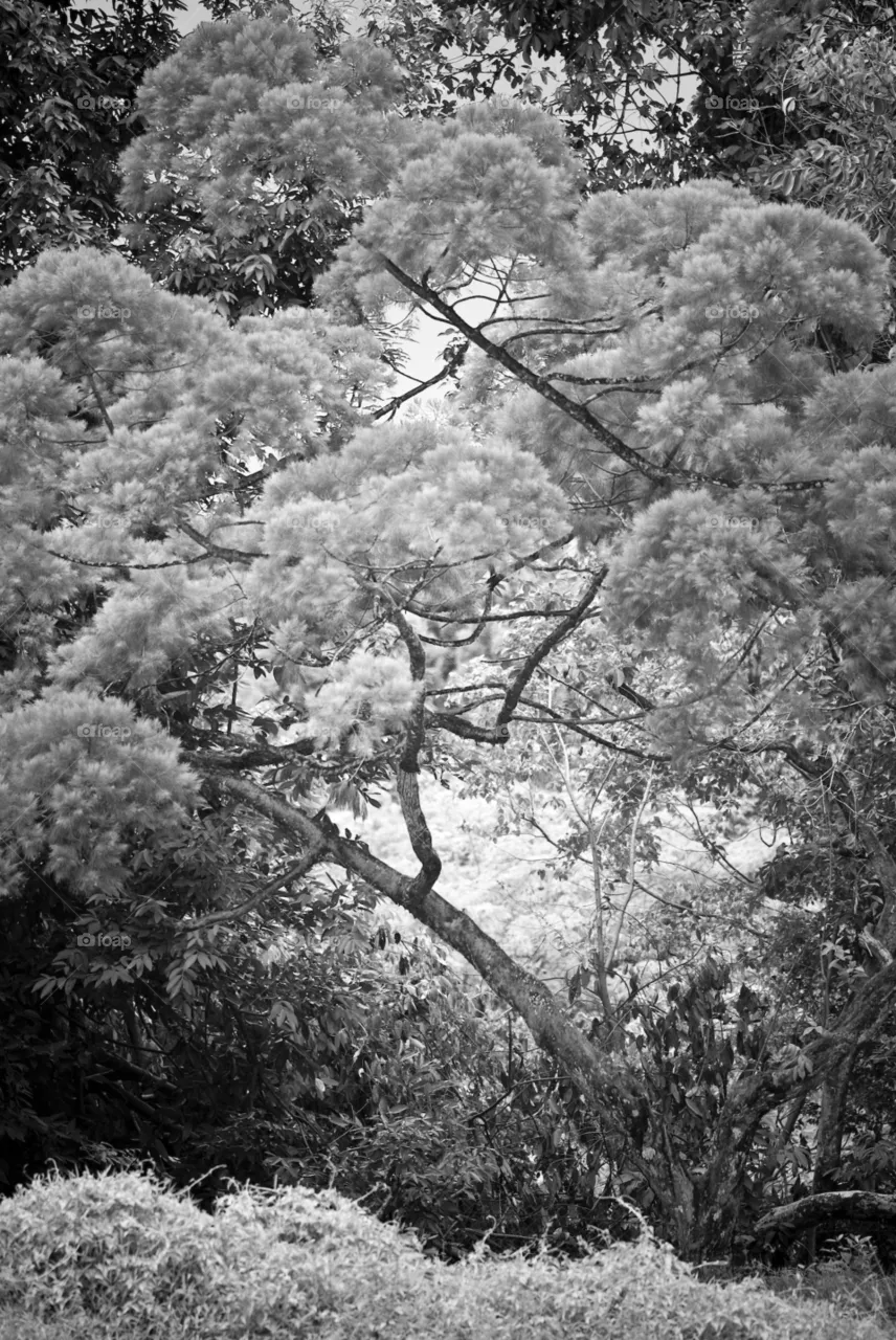 tree