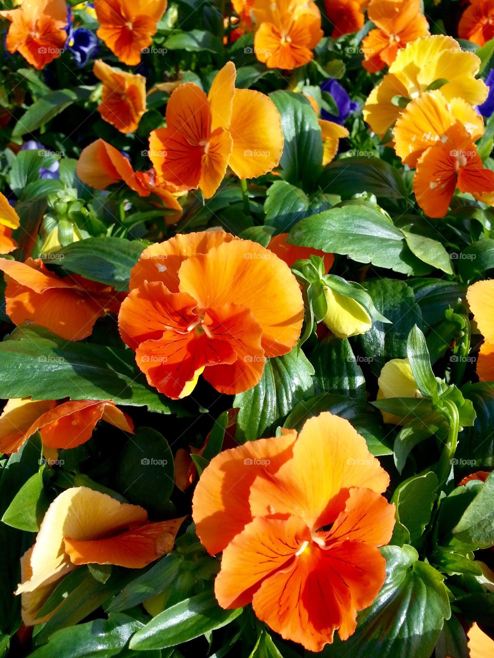 Orange pansy

