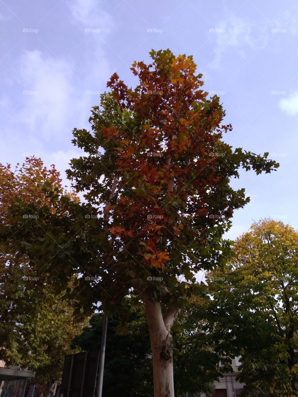A tree in autumn