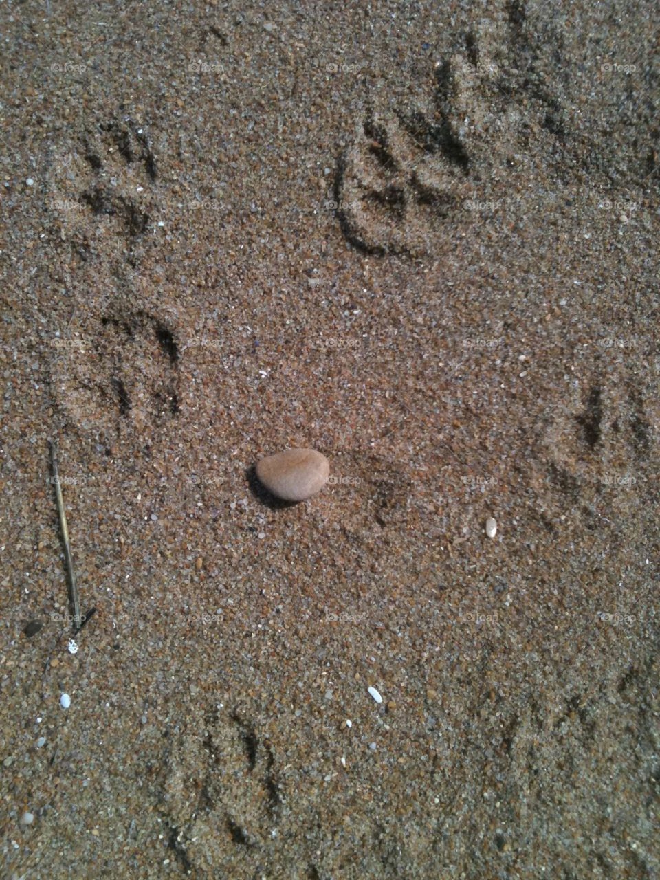 Paw prints In the sand 