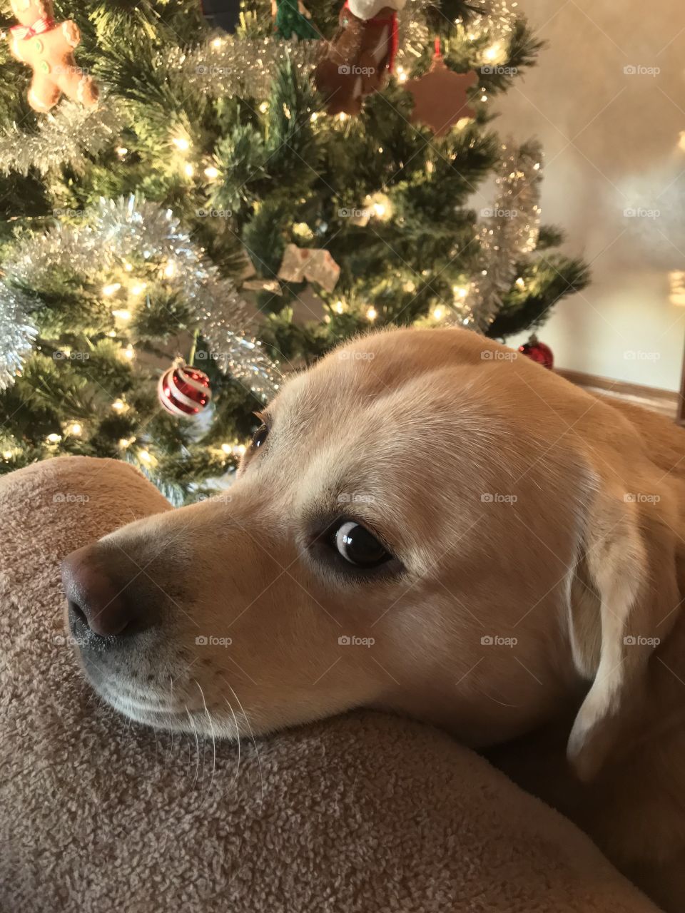 Christmas Dog