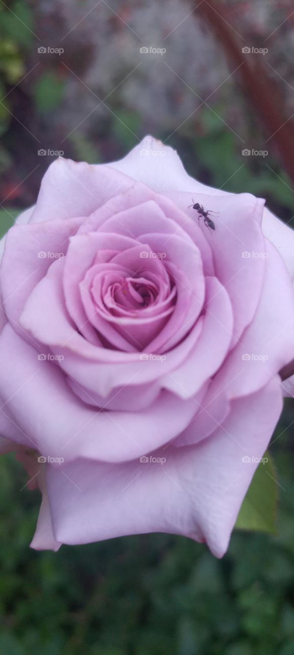lilac rose