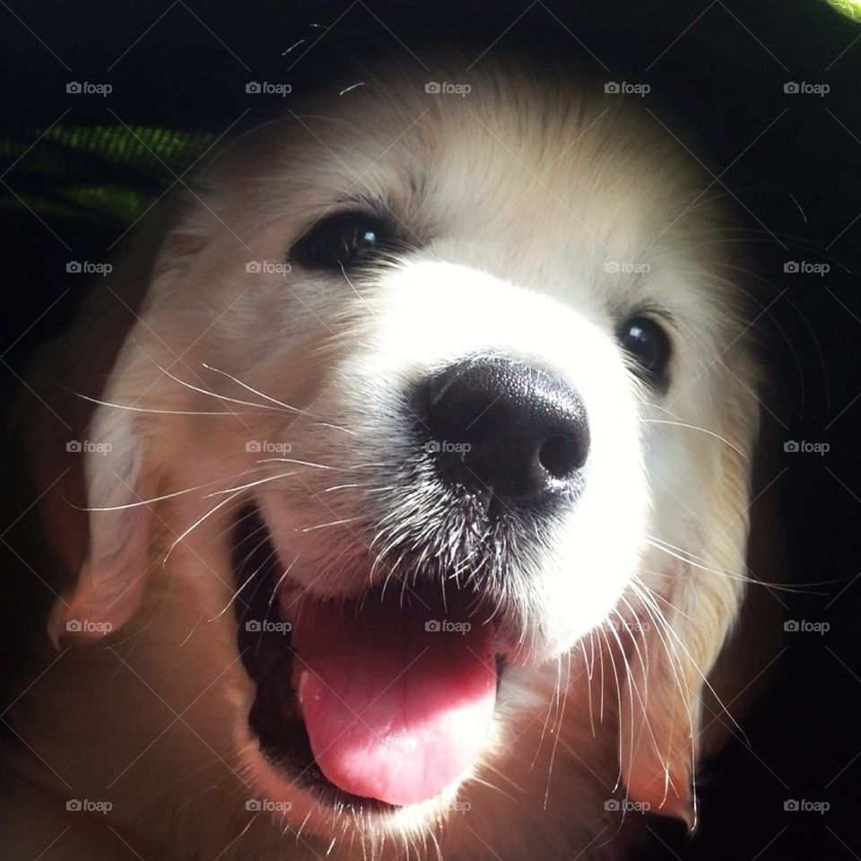 Golden retriever