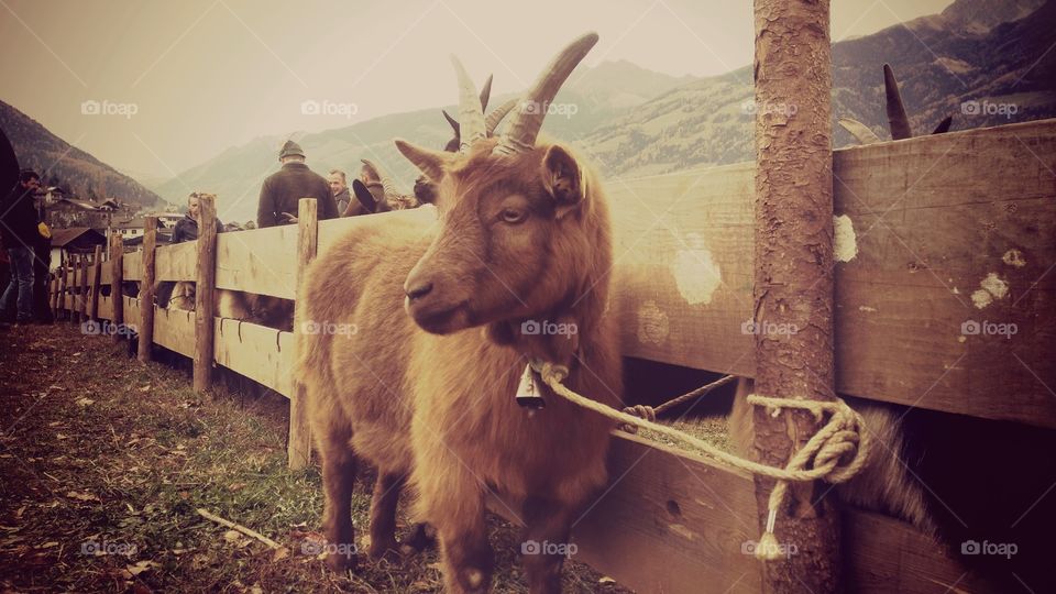 Beautiful goat