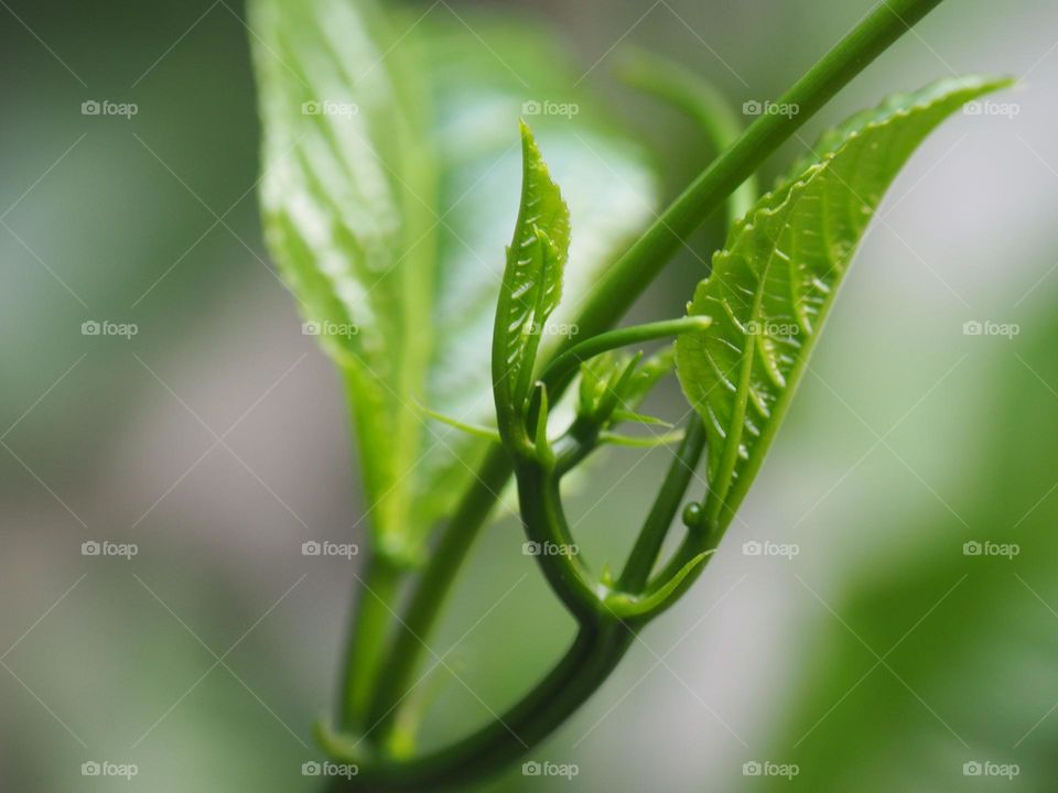 Green young leaves, leaves of passion fruit trees that are growing and developing