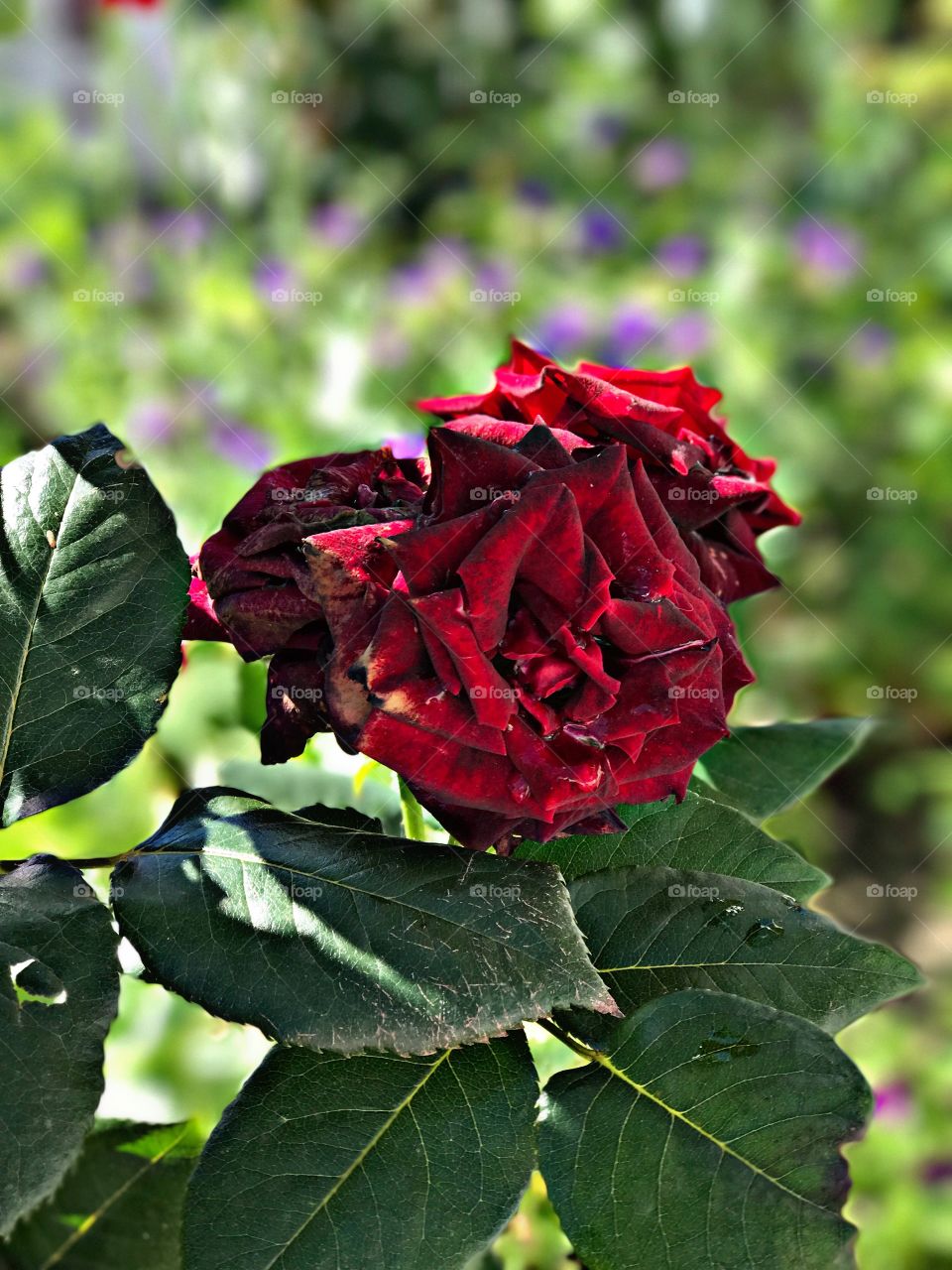 Red Roses