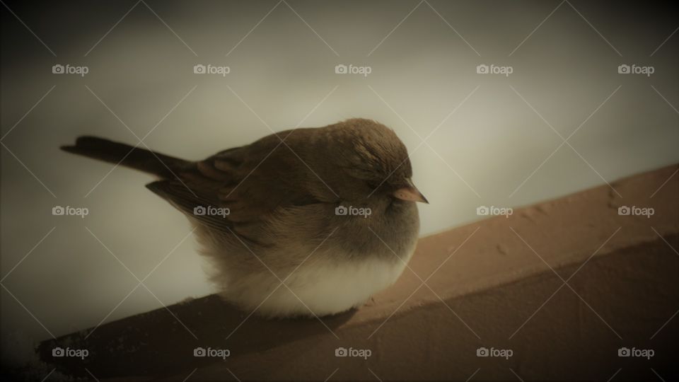 northern rough winged swallow