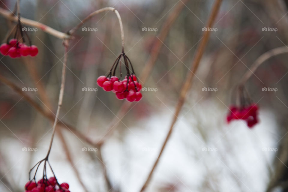 Winter, Berry, Snow, Nature, No Person