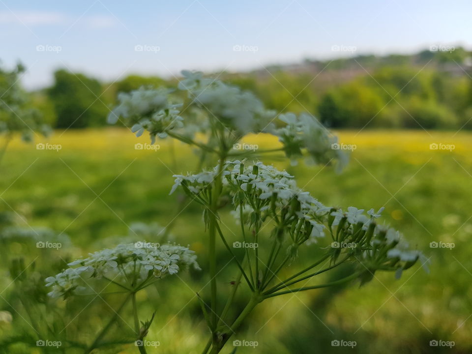 White flowers and a blurry background