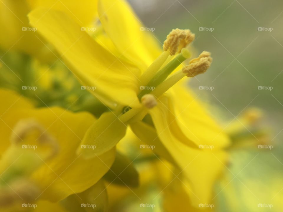 rape blossoms