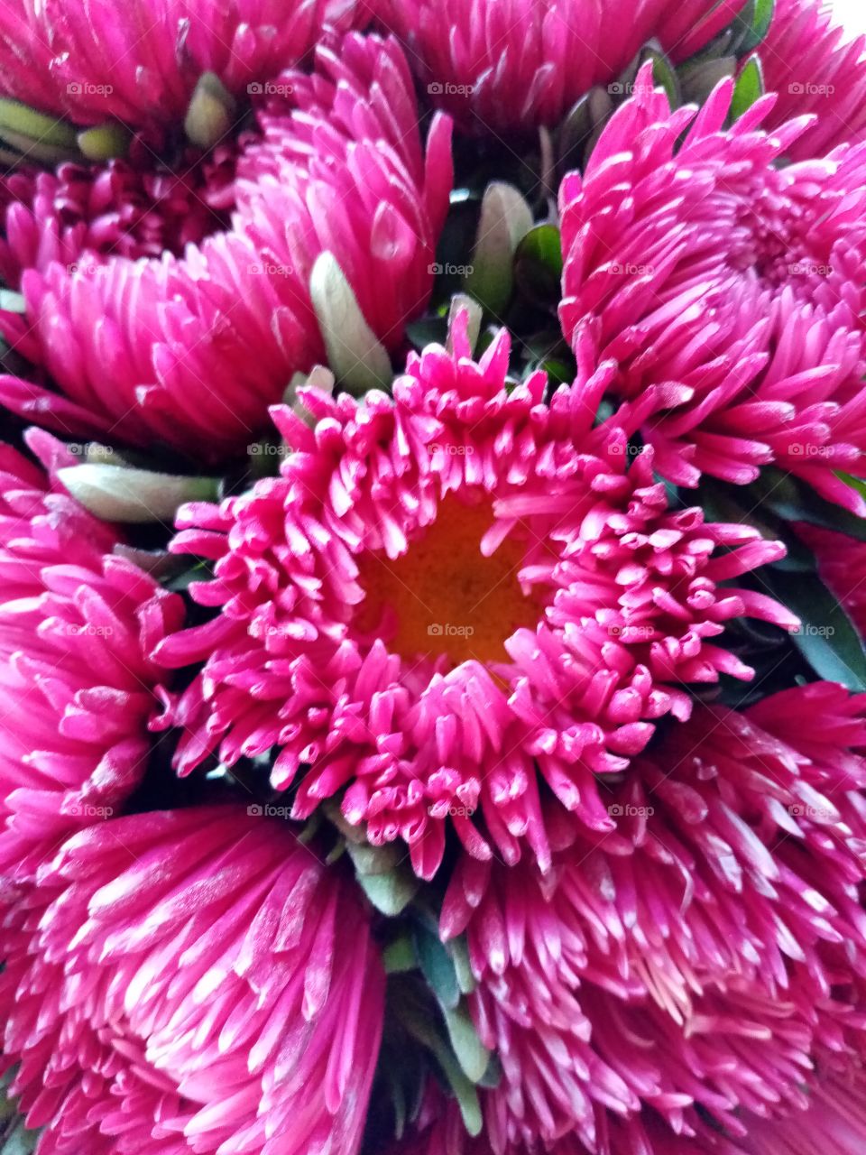 Осенние цветы, бутоны