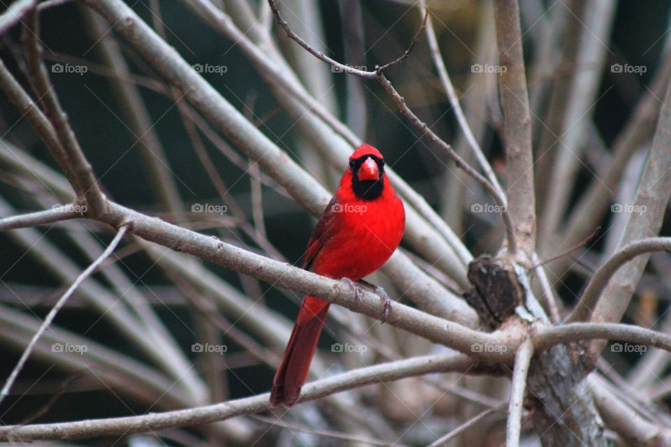 Cardinal in the branches